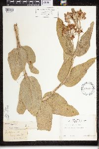 Asclepias speciosa image