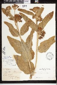 Asclepias speciosa image