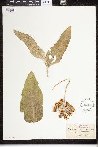 Asclepias speciosa image