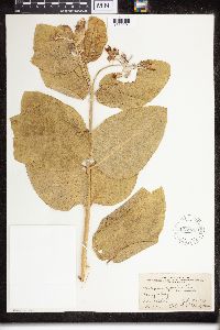 Asclepias speciosa image