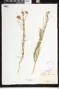 Asclepias subverticillata image