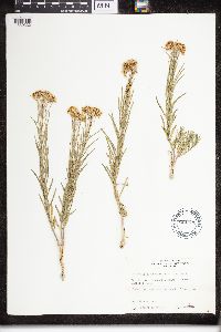 Asclepias subverticillata image