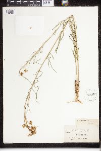 Asclepias subverticillata image