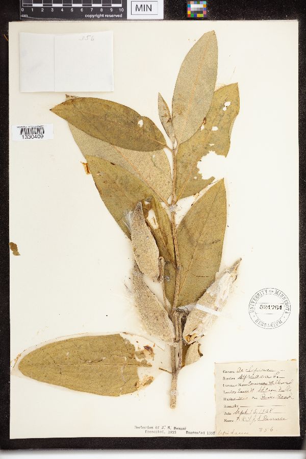 Asclepias syriaca image