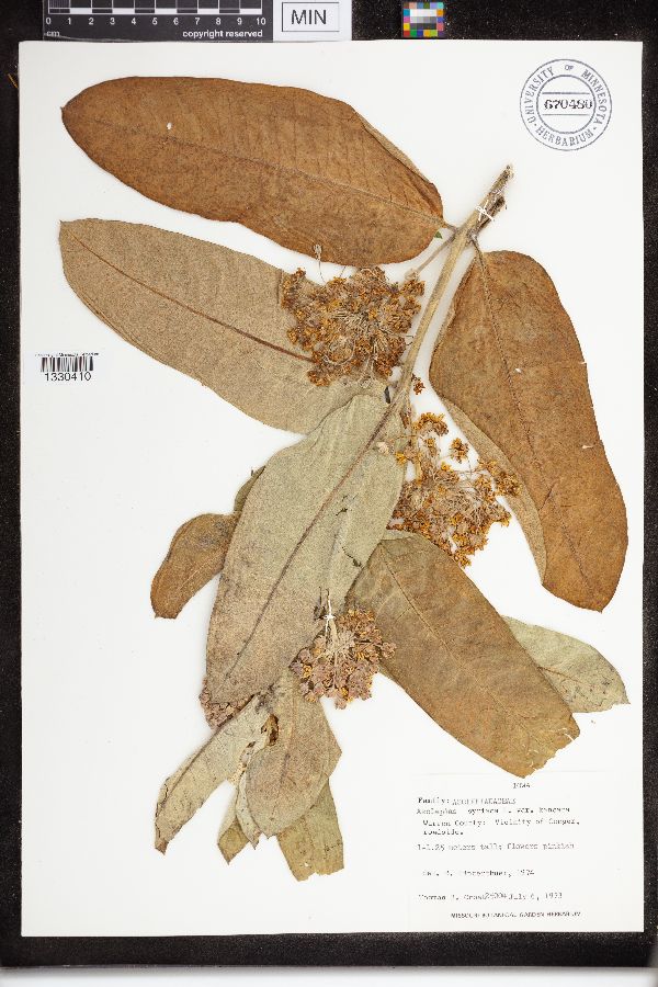 Asclepias syriaca var. kansana image