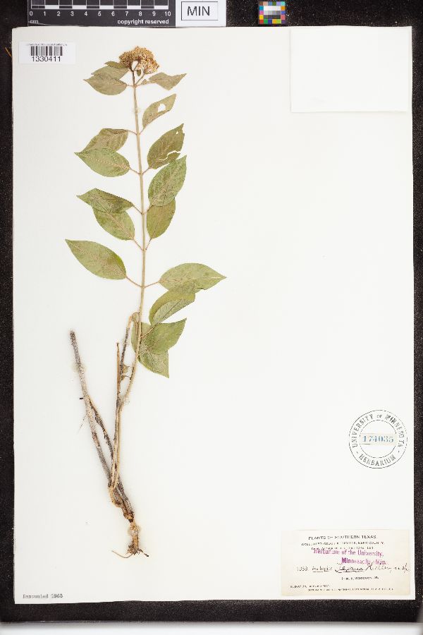 Asclepias texana image