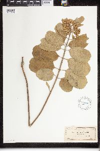 Asclepias tomentosa image