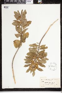 Asclepias tomentosa image