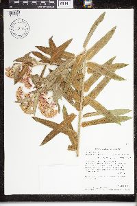 Asclepias tuberosa image
