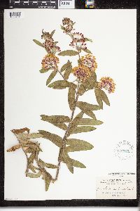 Asclepias tuberosa image