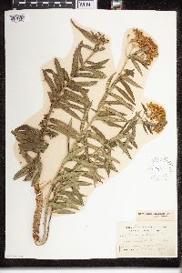 Asclepias tuberosa image