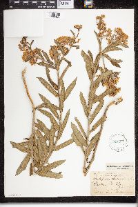 Asclepias tuberosa image