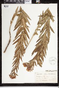 Asclepias tuberosa image
