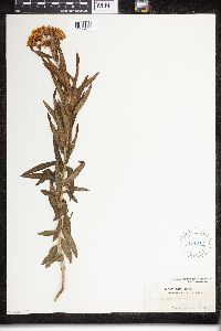 Asclepias tuberosa image