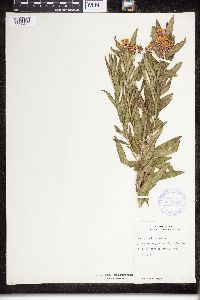 Asclepias tuberosa image