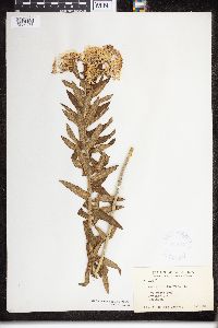 Asclepias tuberosa image