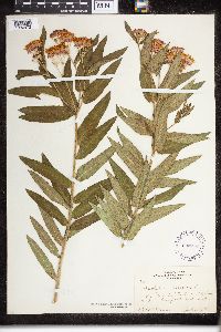 Asclepias tuberosa image