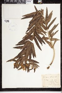 Asclepias tuberosa image