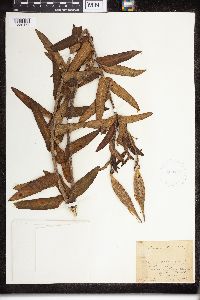 Asclepias tuberosa image