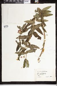 Asclepias tuberosa image