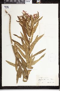 Asclepias tuberosa image