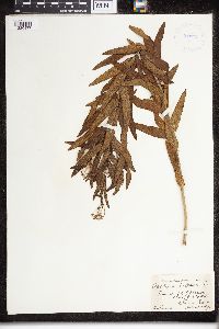 Asclepias tuberosa image