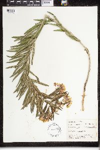 Asclepias tuberosa image