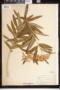 Asclepias tuberosa image
