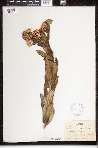 Asclepias tuberosa image