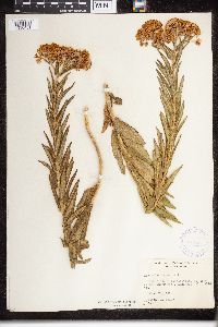 Asclepias tuberosa image