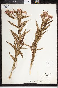 Asclepias tuberosa image