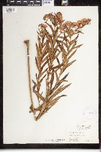 Asclepias tuberosa image