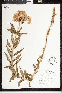 Asclepias tuberosa image