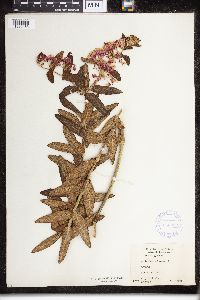 Asclepias tuberosa image
