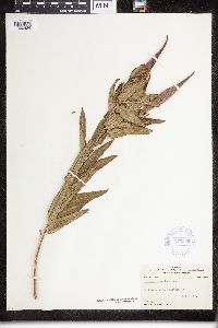 Asclepias tuberosa image