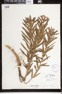 Asclepias tuberosa image