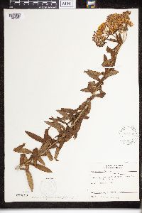 Asclepias tuberosa image