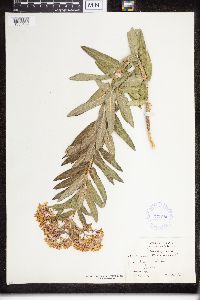Asclepias tuberosa image