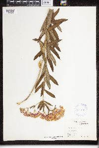 Asclepias tuberosa image