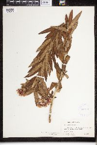 Asclepias tuberosa image