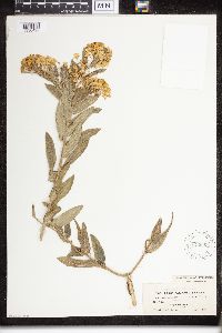 Asclepias tuberosa image