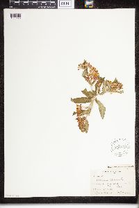Asclepias tuberosa image