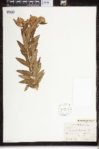 Asclepias tuberosa image