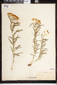 Asclepias tuberosa image