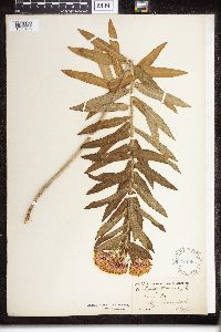 Asclepias tuberosa image