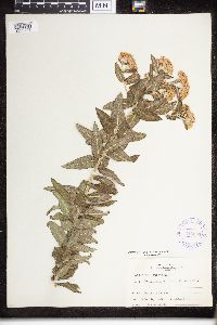Asclepias tuberosa image