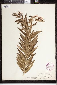 Asclepias tuberosa image