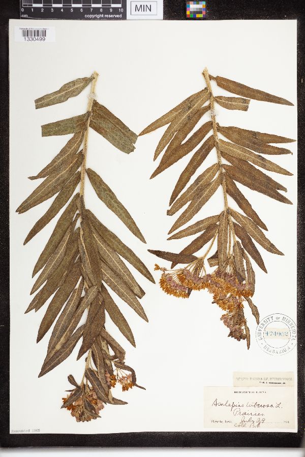 Asclepias tuberosa image