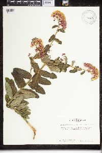 Asclepias tuberosa image