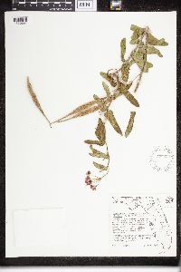 Asclepias tuberosa image